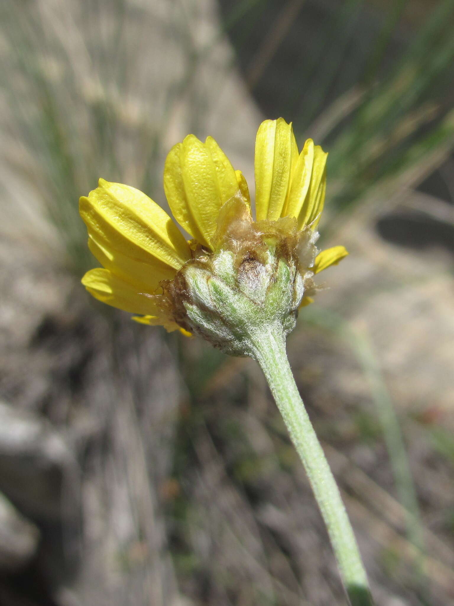 Image of Anthemis marschalliana Willd.