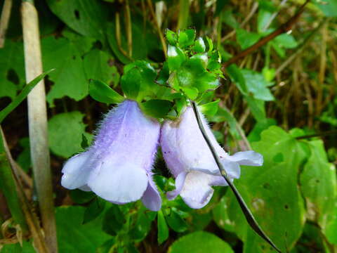 Image of gloxinia