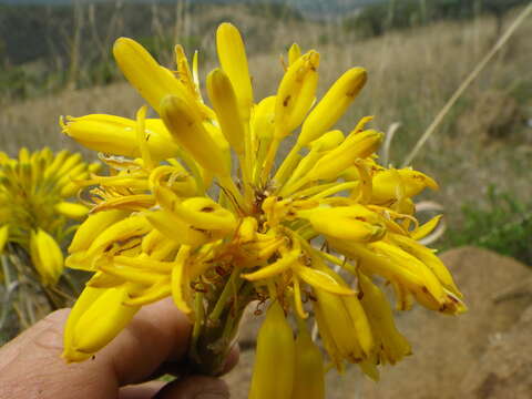 Image of Aloe dominella Reynolds