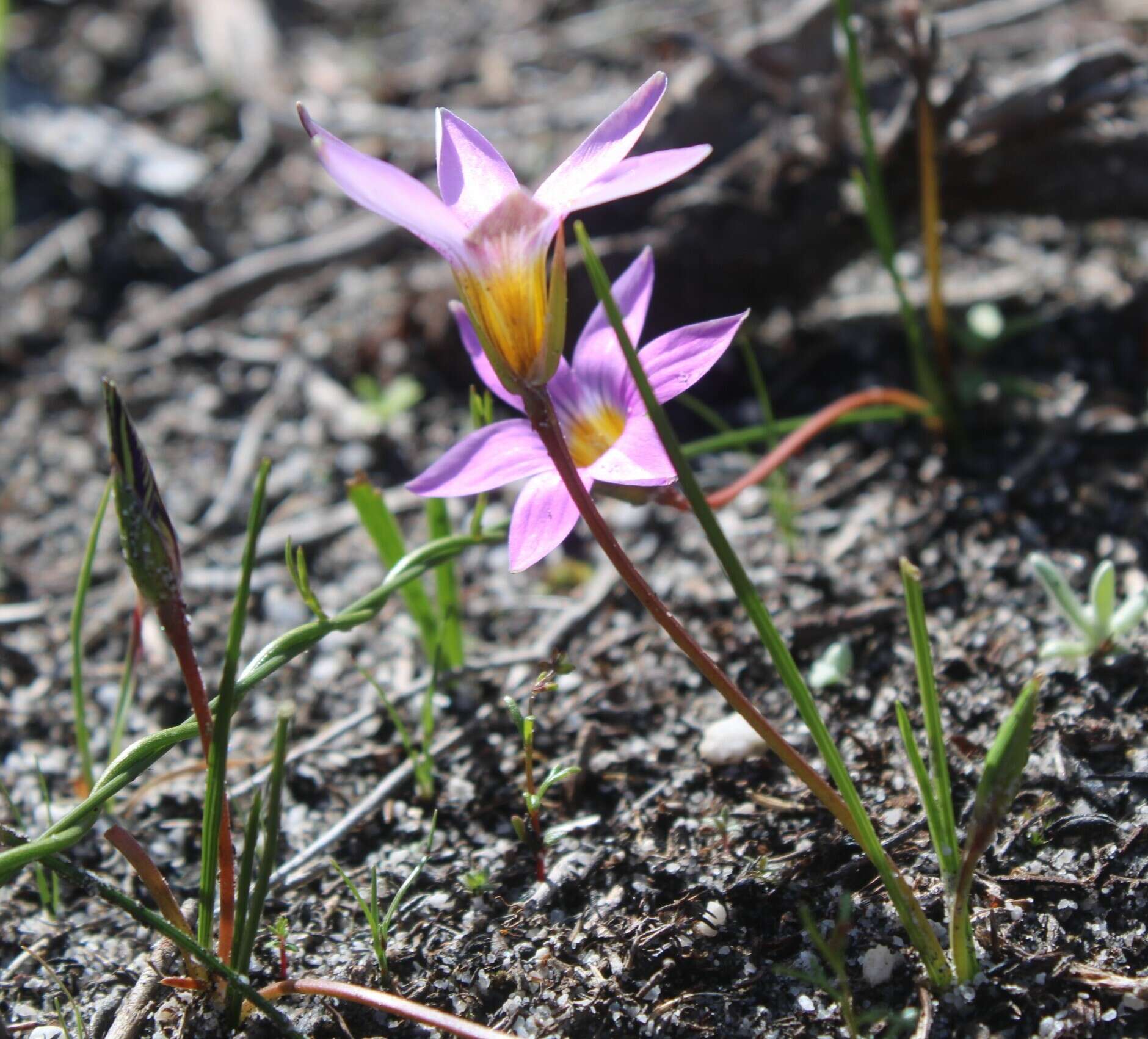 Romulea tabularis Eckl. ex Bég.的圖片