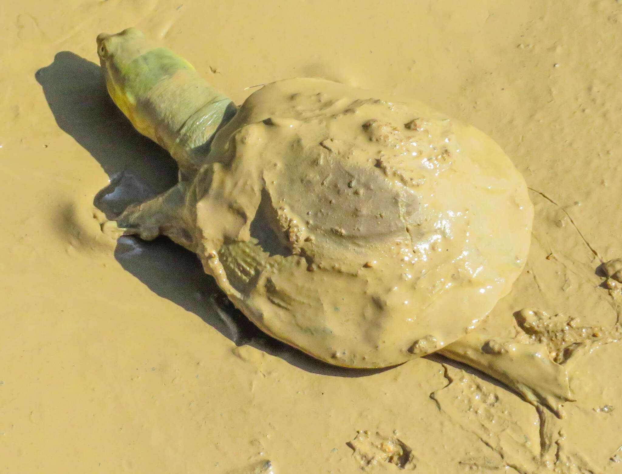 Image of Sri Lankan flapshell turtle