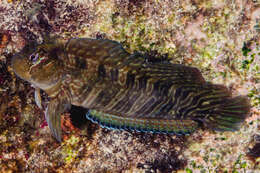 Image of Coral Blenny