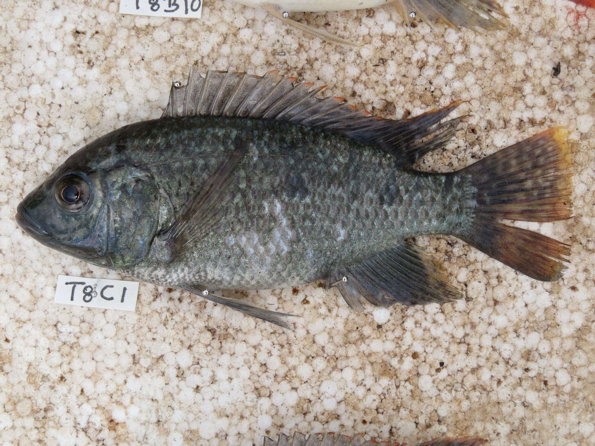 Image of Chilwa tilapia