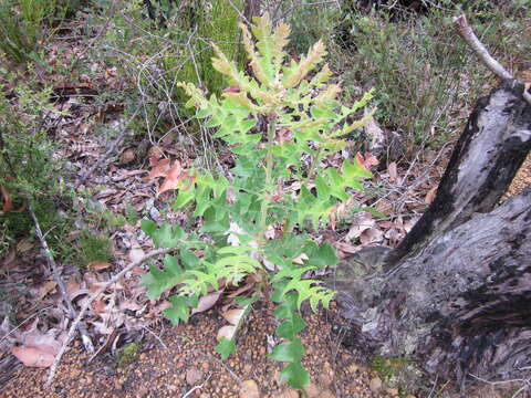 Image of Bull Banksia