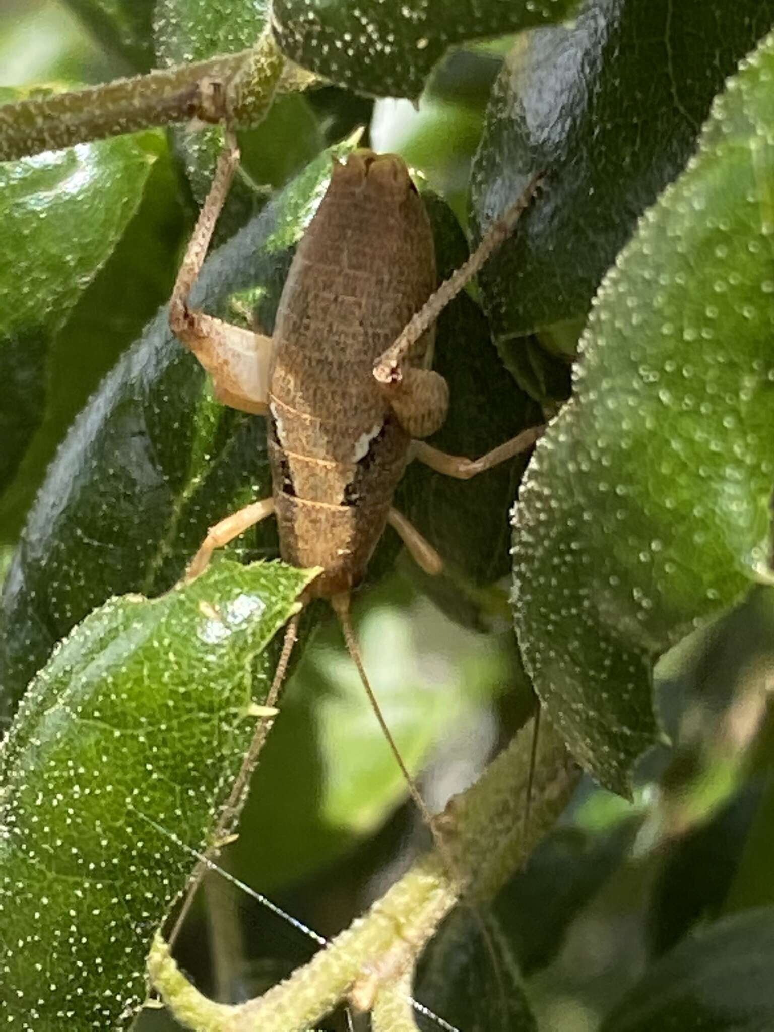 Image of Gammarotettix bilobatus (Thomas & C. 1872)