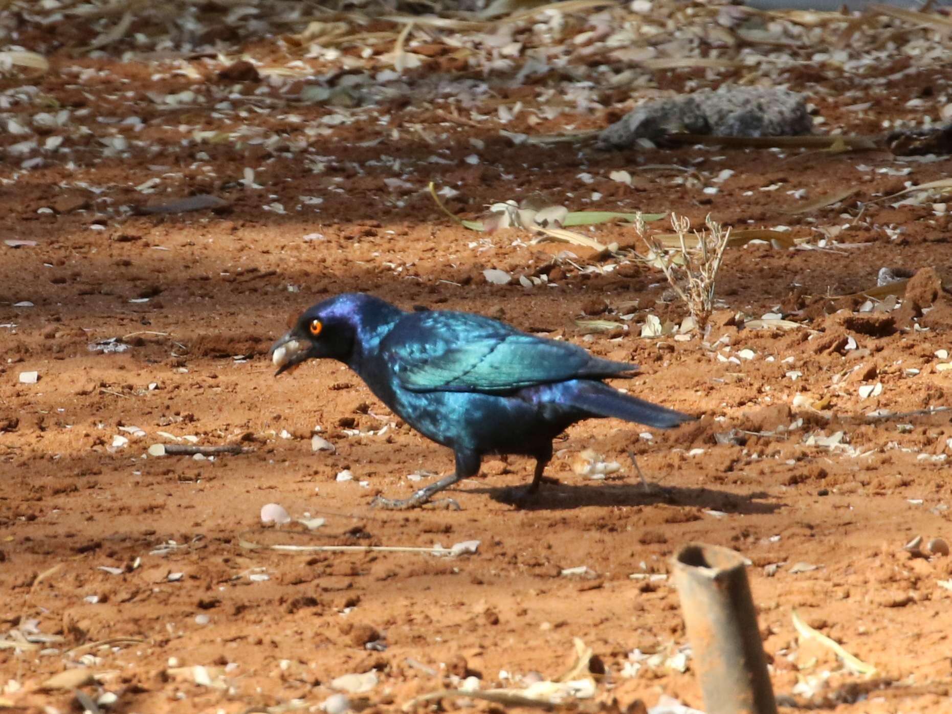 Image of Cape Glossy Starling