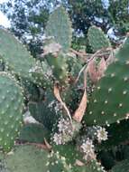 Image of Opuntia puberula Pfeiff.