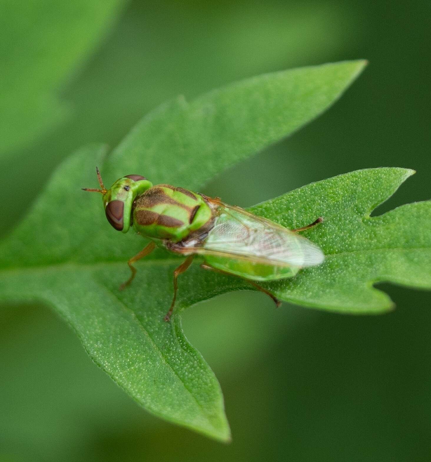 Sivun Hedriodiscus trivittatus (Say 1829) kuva