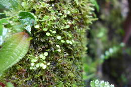 Image of Guadeloupe peperomia