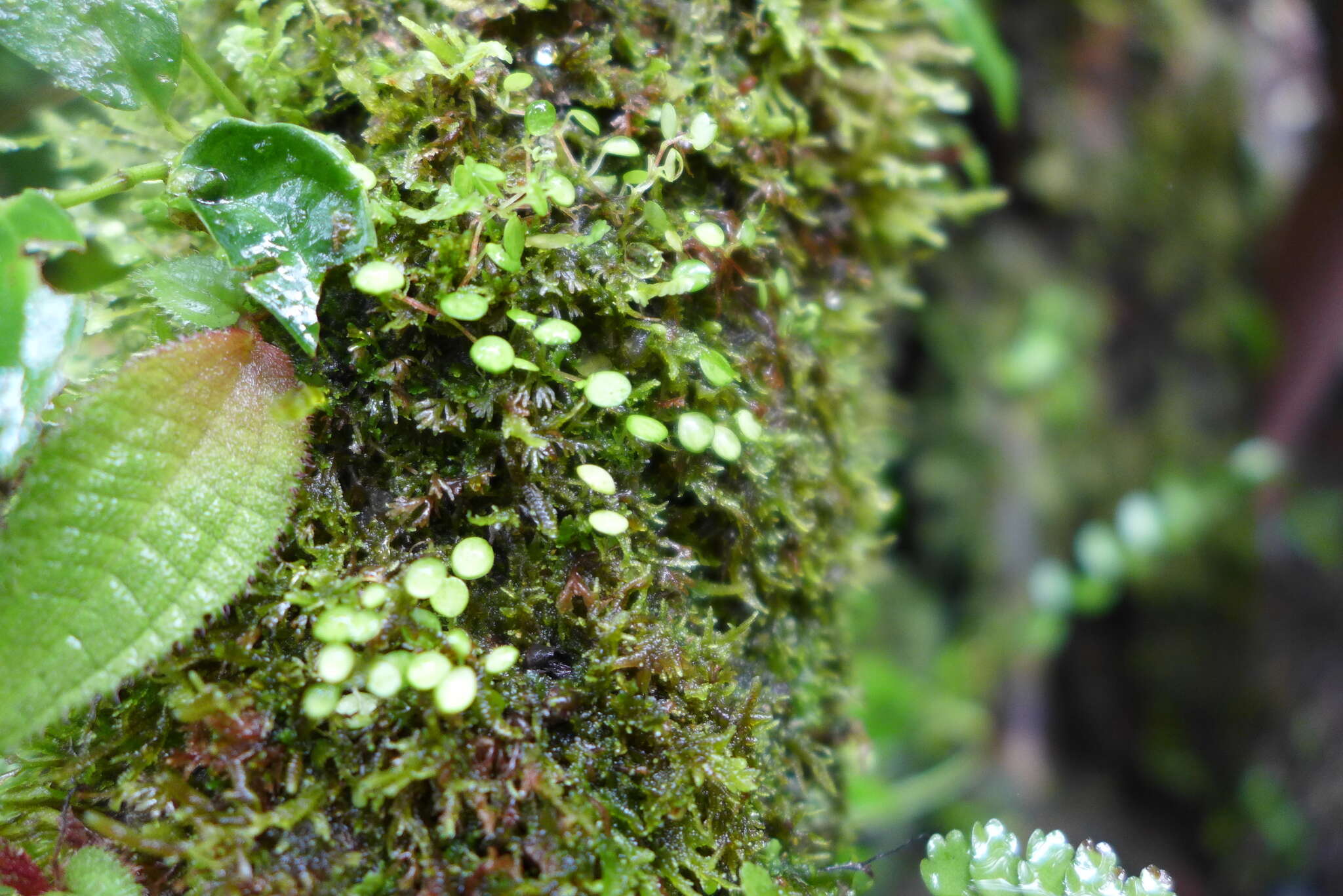 Image of Guadeloupe peperomia