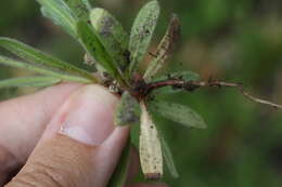 Plancia ëd Plagiobothrys nothofulvus (A. Gray) A. Gray