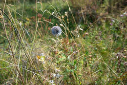 Image of Echinops chantavicus Trautv.