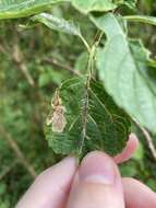 Ophiomyia camarae Spencer 1963 resmi