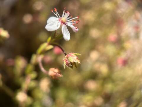 Image of Tahquitz mousetail