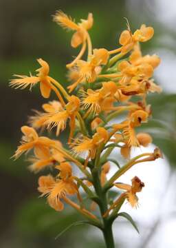 Image of fringed orchid