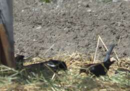 Image of Tricolored Blackbird