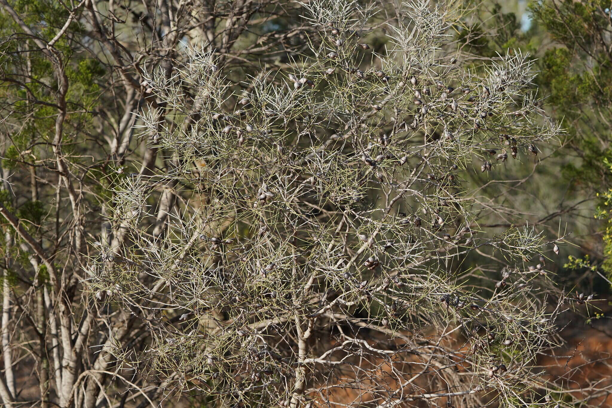 Image of Hakea leucoptera subsp. leucoptera