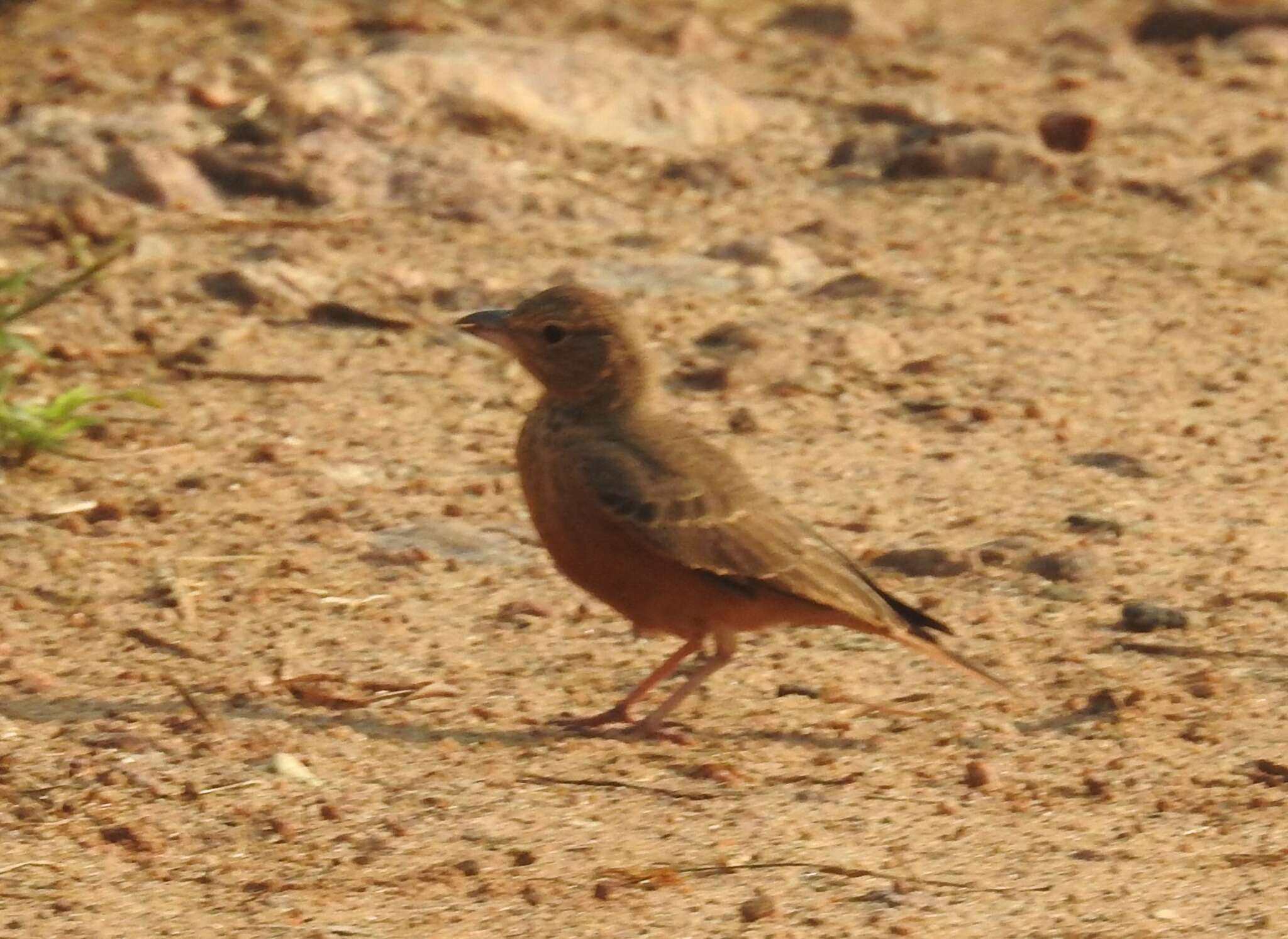 Image of Rufous-tailed Lark