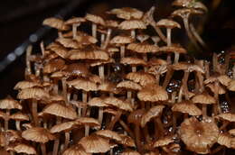 Mycena lucentipes Desjardin, Capelari & Stevani 2007的圖片