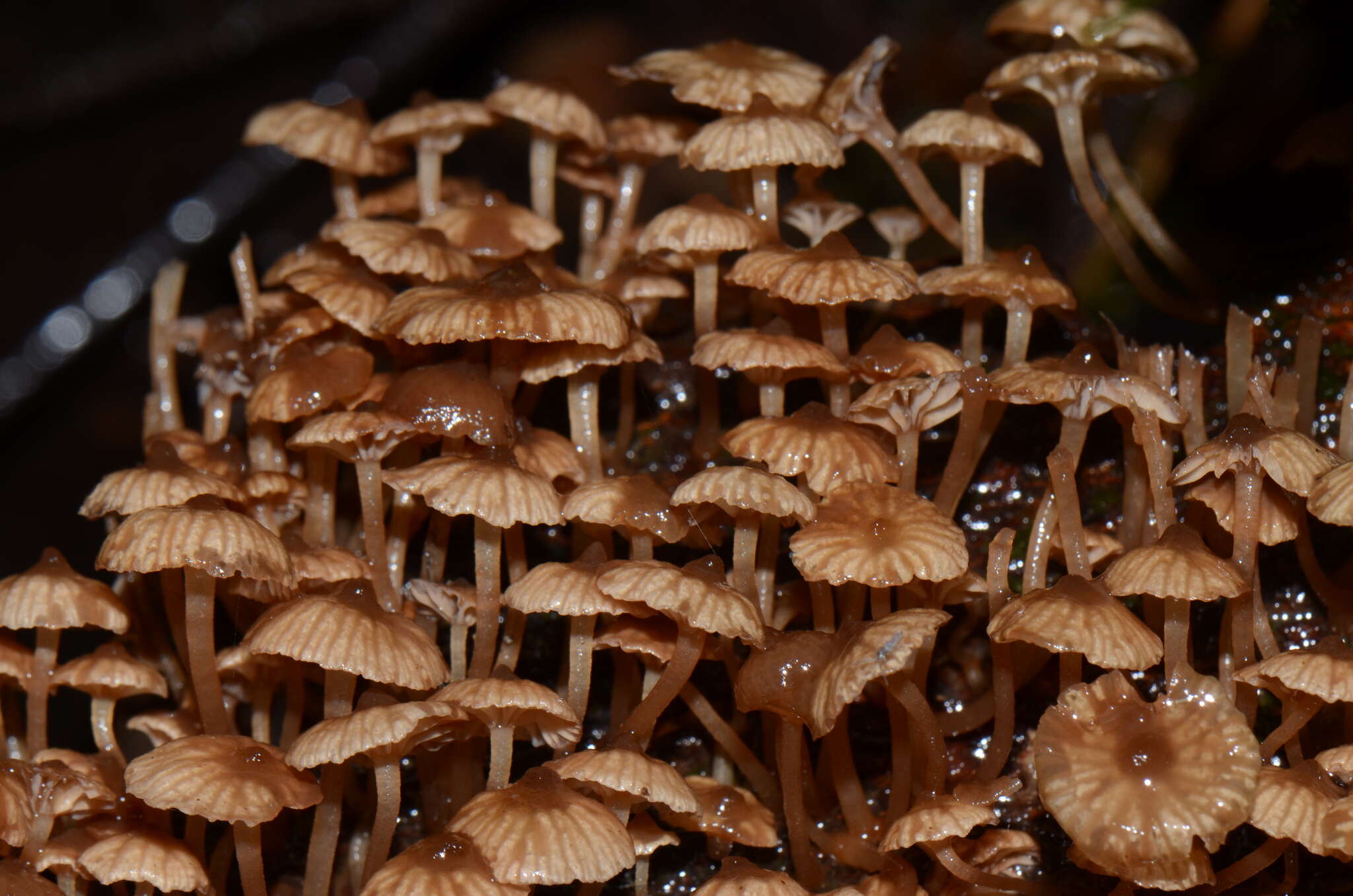 Mycena lucentipes Desjardin, Capelari & Stevani 2007的圖片