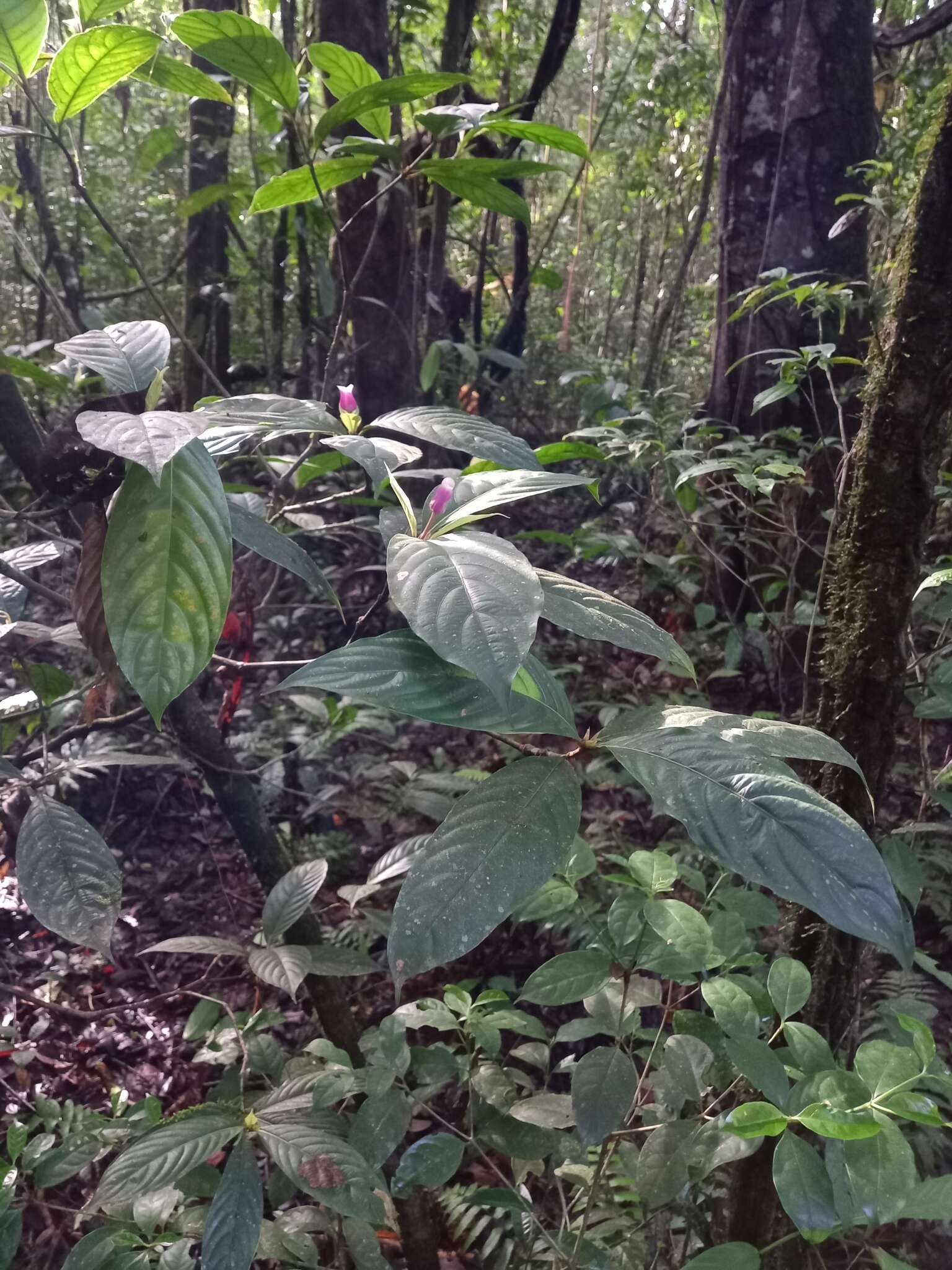 Plancia ëd Palicourea urceolata