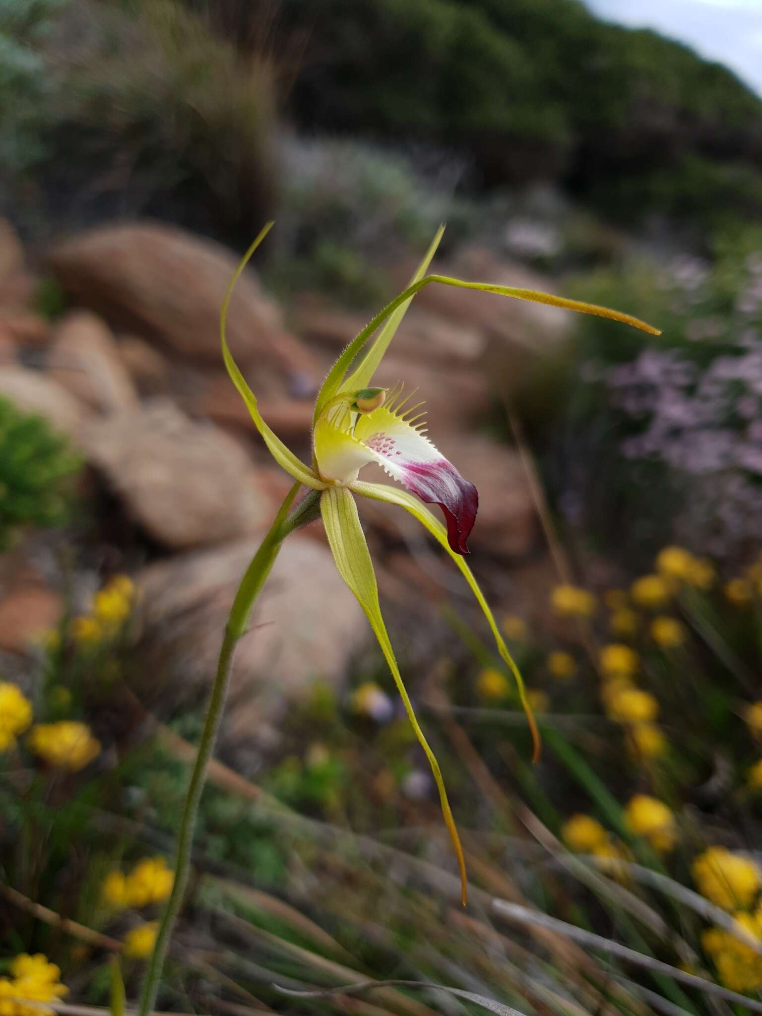 Image of Funnel-web spider orchid