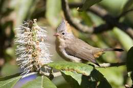 Image of Rufous-vented Yuhina