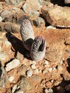 Image of Ceropegia perlata (Dinter) Bruyns