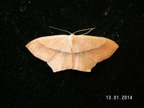 Image of Scopula imitaria syriacaria Culot 1918