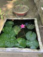 Image of Nymphaea rubra Roxb. ex Andr.