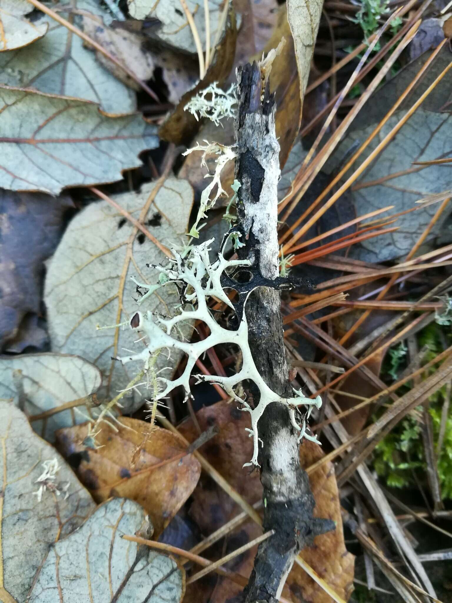 Image of Pseudevernia intensa (Nyl.) Hale & W. L. Culb.