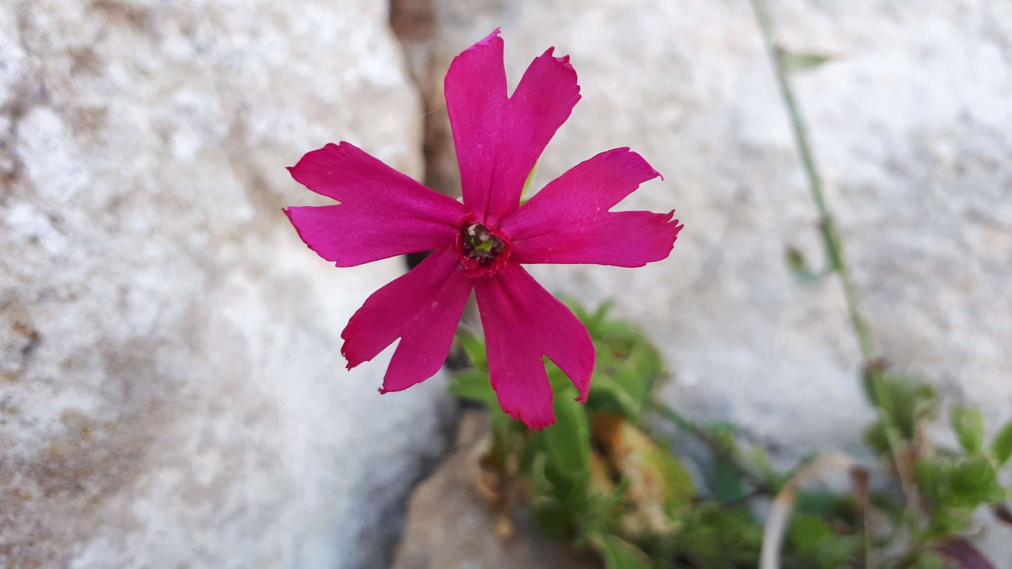 Plancia ëd Silene ornata Ait.