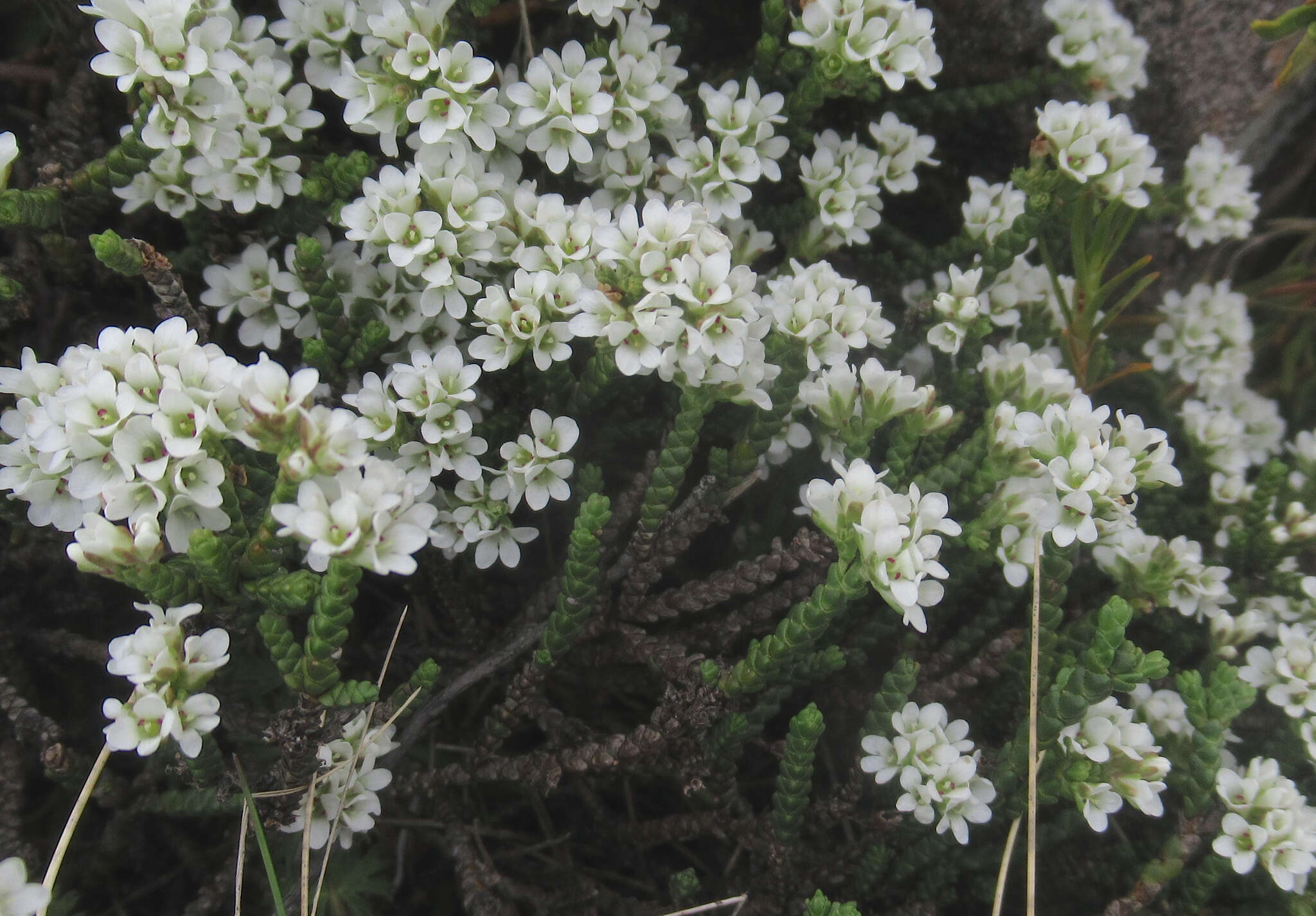 Veronica hectorii subsp. coarctata (Cheesem.) Garn.-Jones resmi