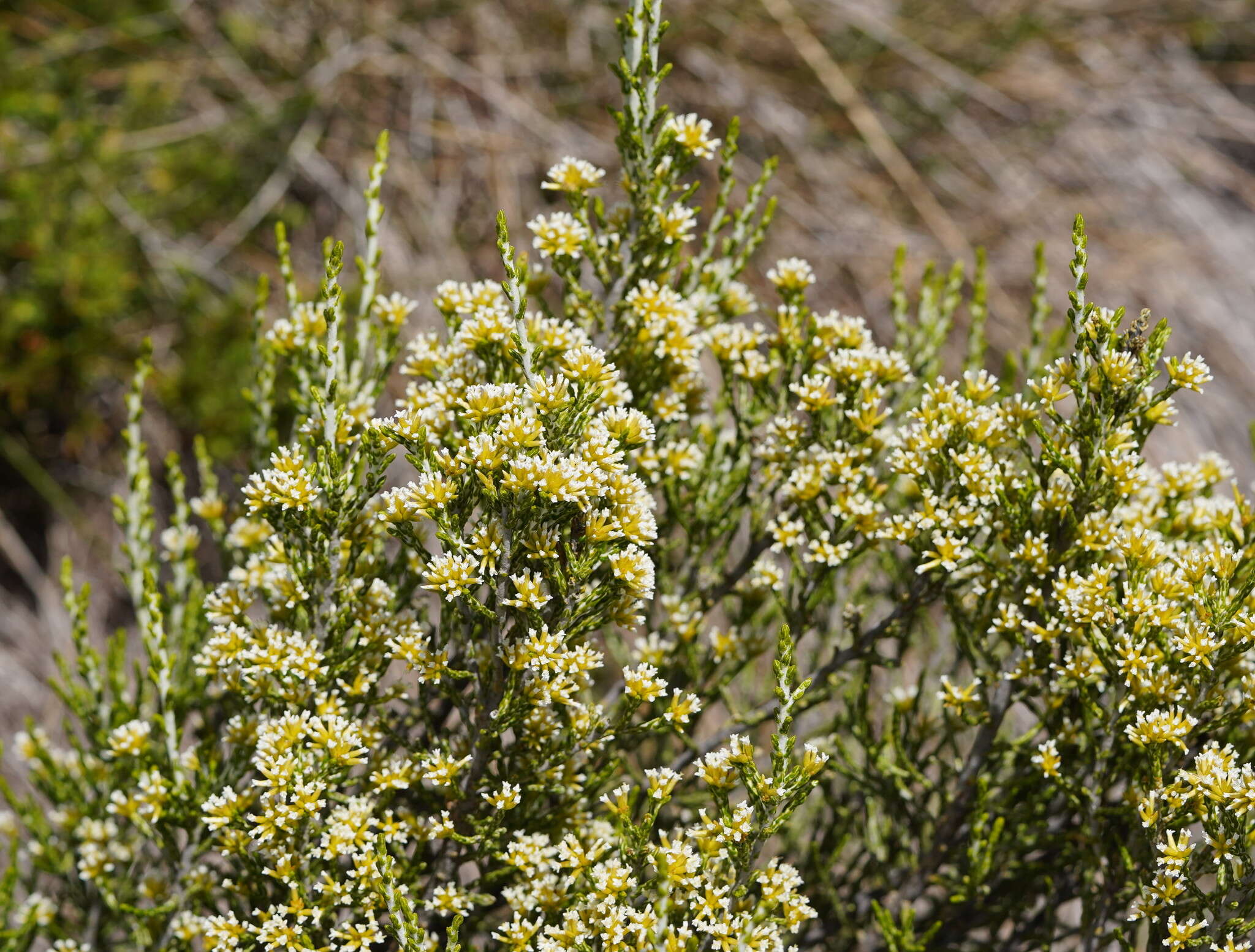 Image de Ozothamnus cupressoides Puttock & D. J. Ohlsen