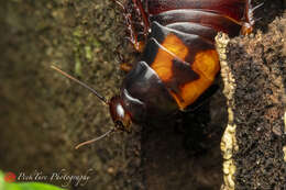 Image of Panesthia angustipennis angustipennis (Illiger 1801)