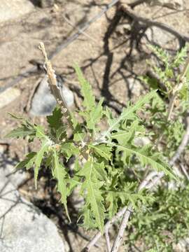 Image of Ambrosia carduacea (Greene) Payne