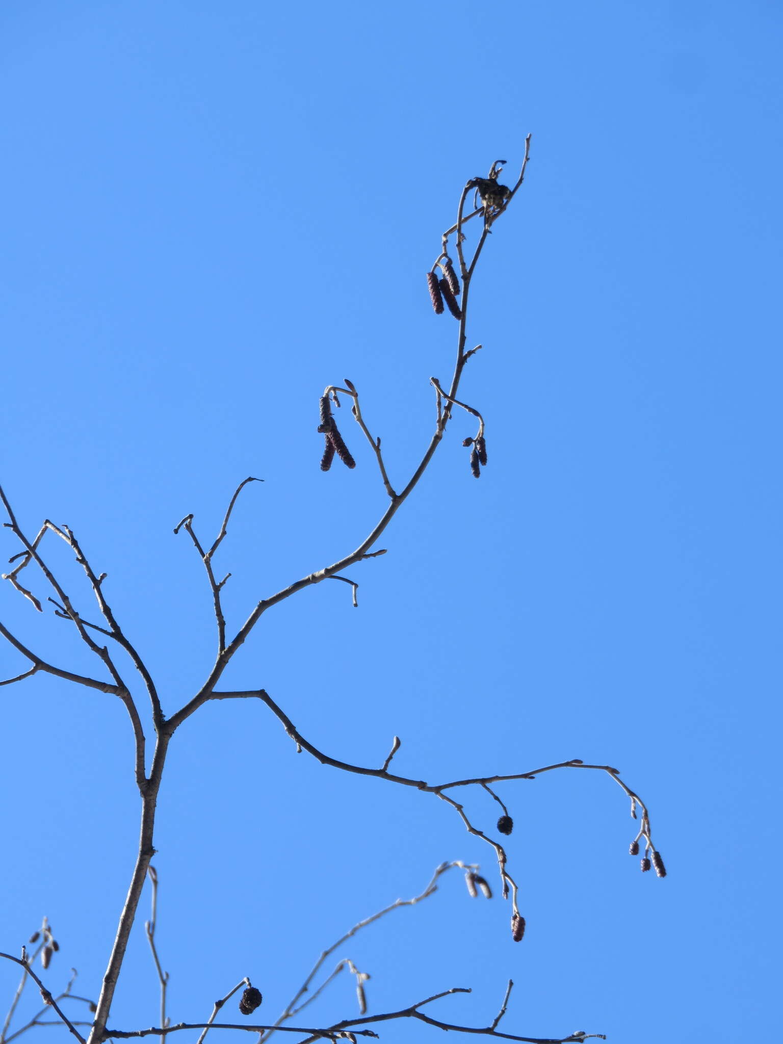 Image of speckled alder