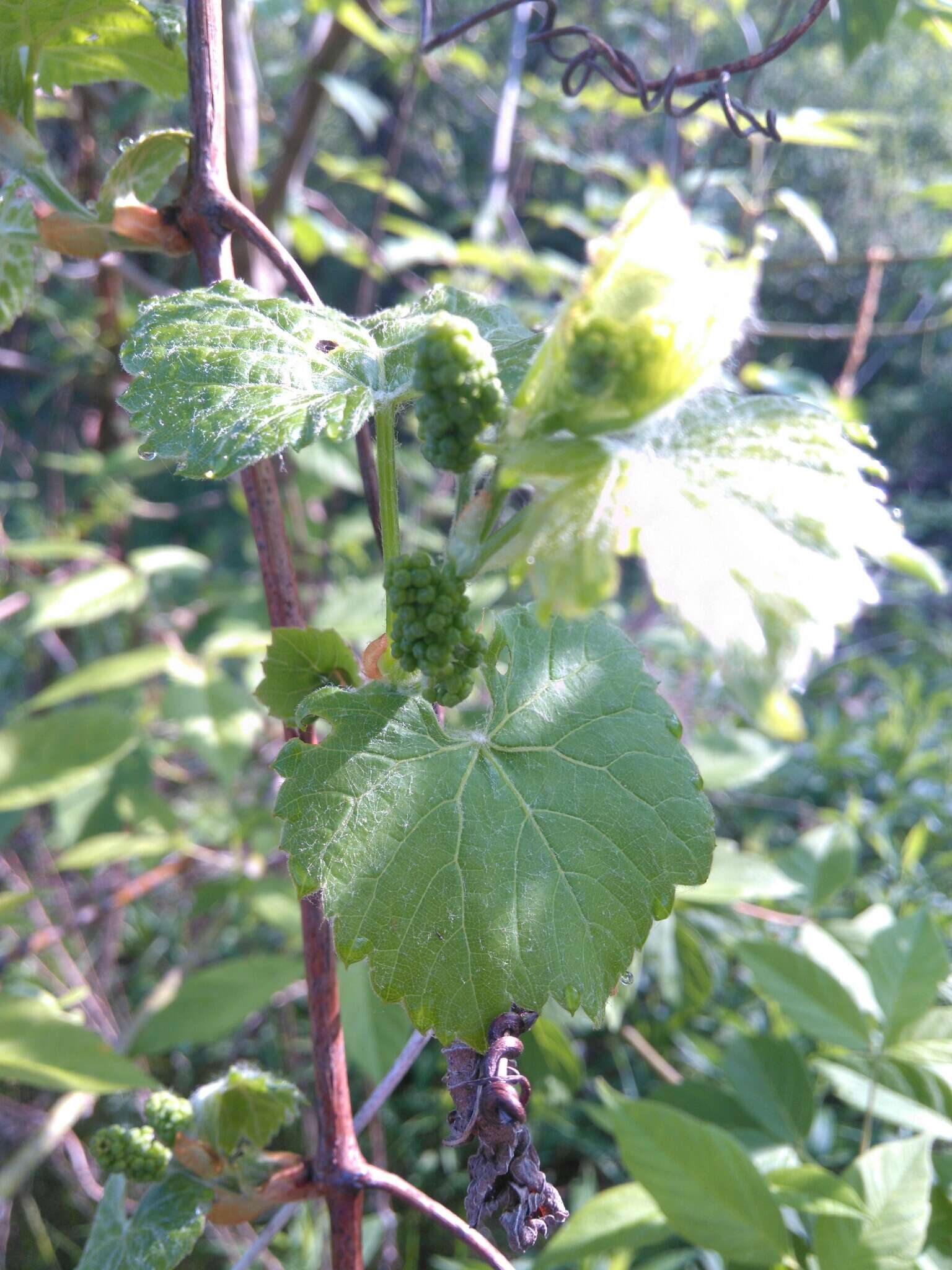 Imagem de Vitis riparia Michx.