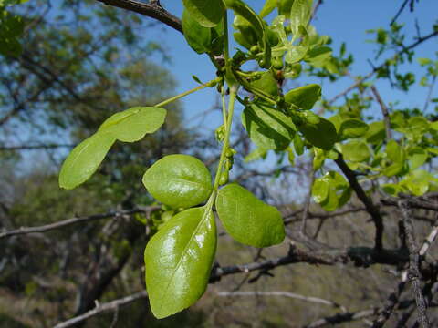 Imagem de Commiphora tenuipetiolata Engl.