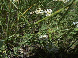 Image of Dorycnium pentaphyllum subsp. germanicum (Gremli) Gams