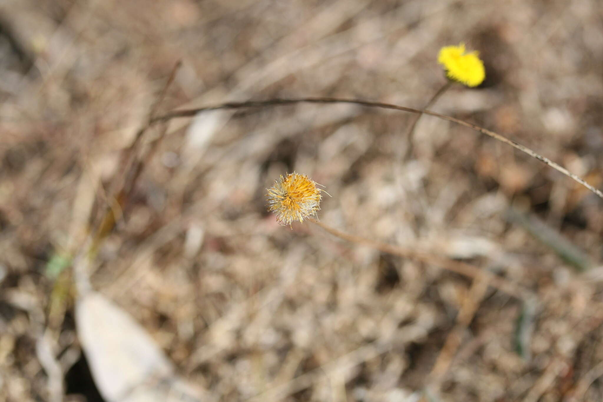 Image of Blumea integrifolia DC.