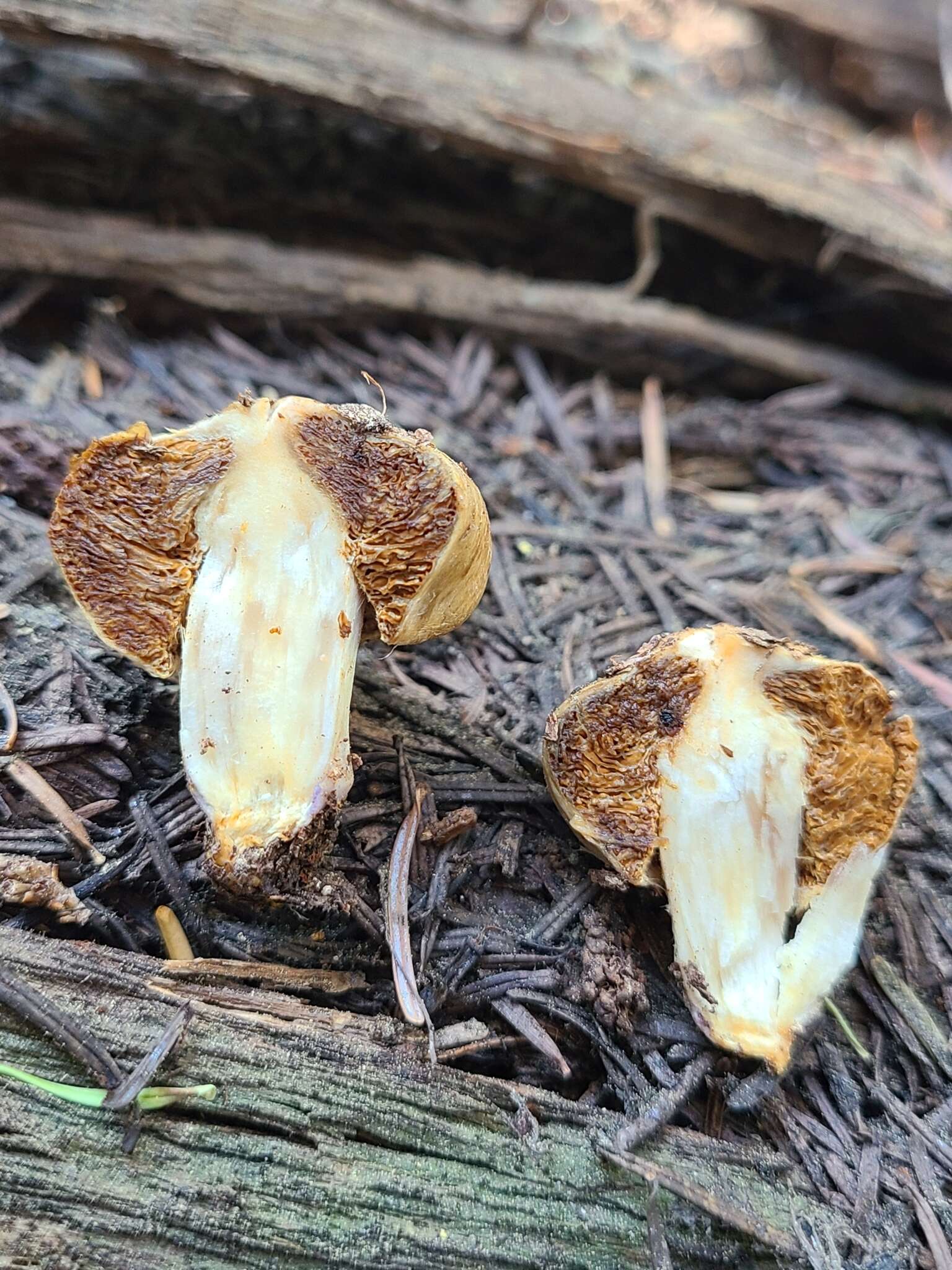 Image of Cortinarius pinguis (Zeller) Peintner & M. M. Moser 2002