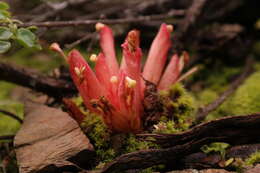 Image of Hyobanche glabrata Hiern