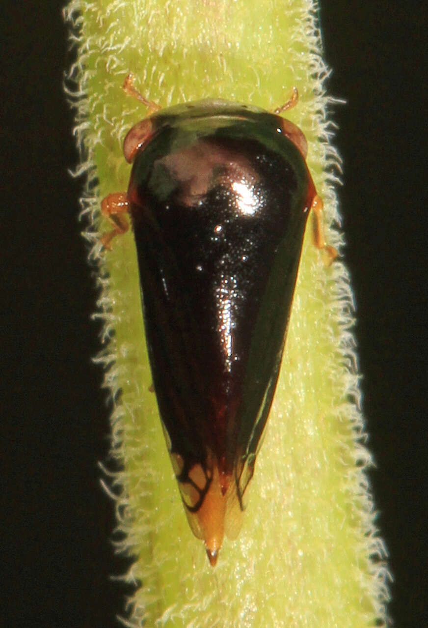 Image of Acutalis tartarea Say