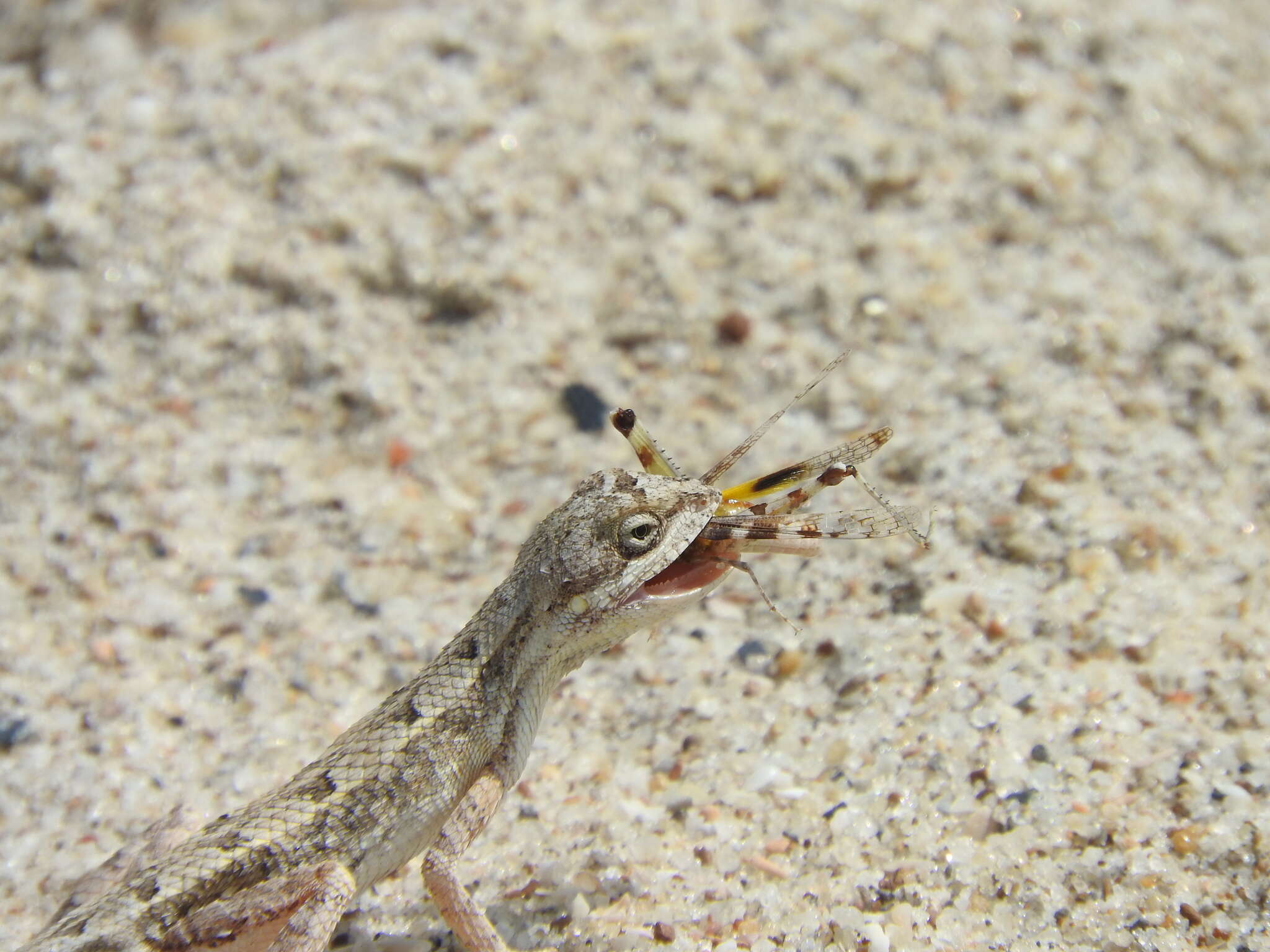 Image of palm leaf fan-throated lizard