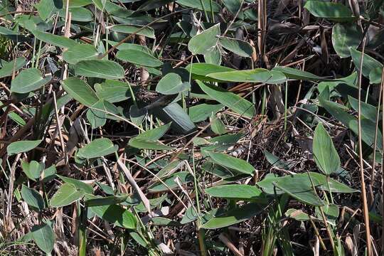 Thalia multiflora Horkel ex Körn.的圖片