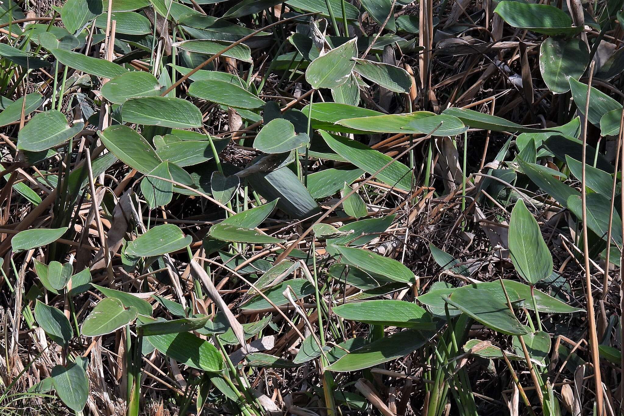 Image of Thalia multiflora Horkel ex Körn.