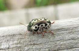 Image of Ontario Calligrapha