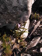 Image of Cattleya rupestris (Lindl.) Van den Berg