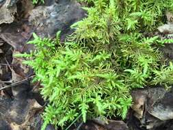 Image of hylocomium feather moss